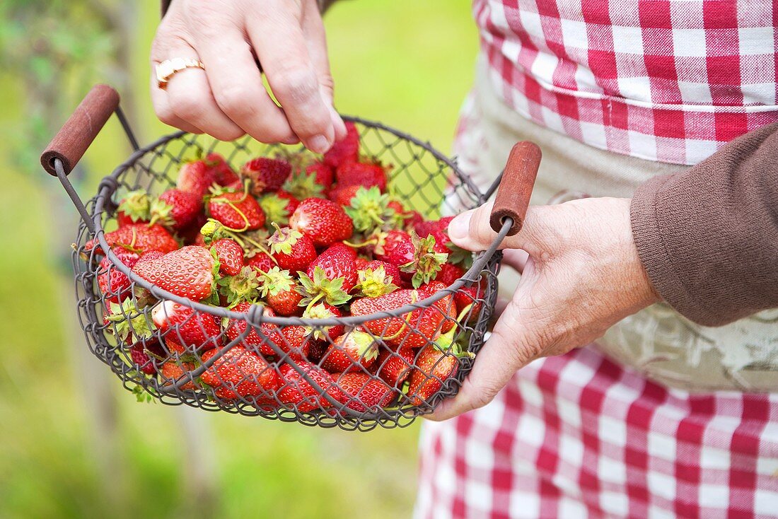 Drahtkorb mit frischen Erdbeeren