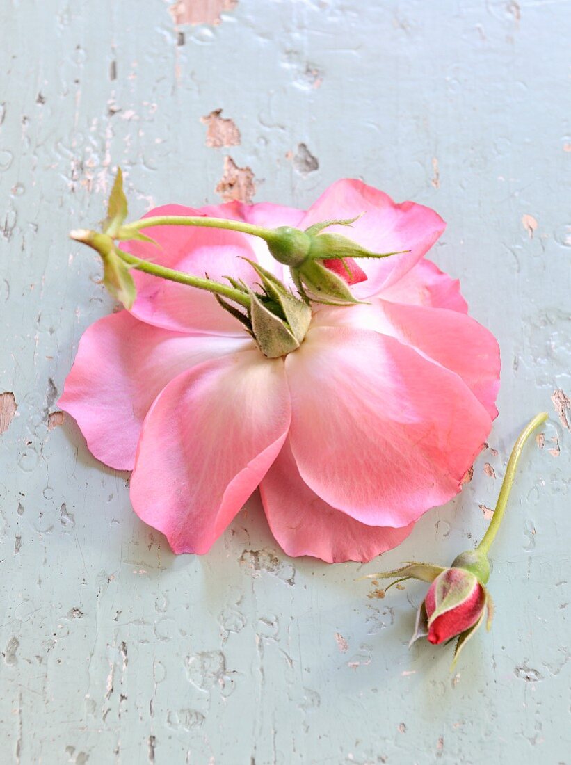 Pink roses on a painted wooden surface