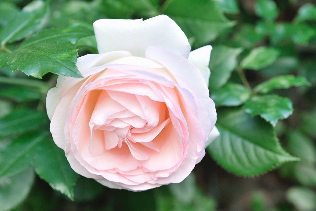 Pale Pink Rose on Plant