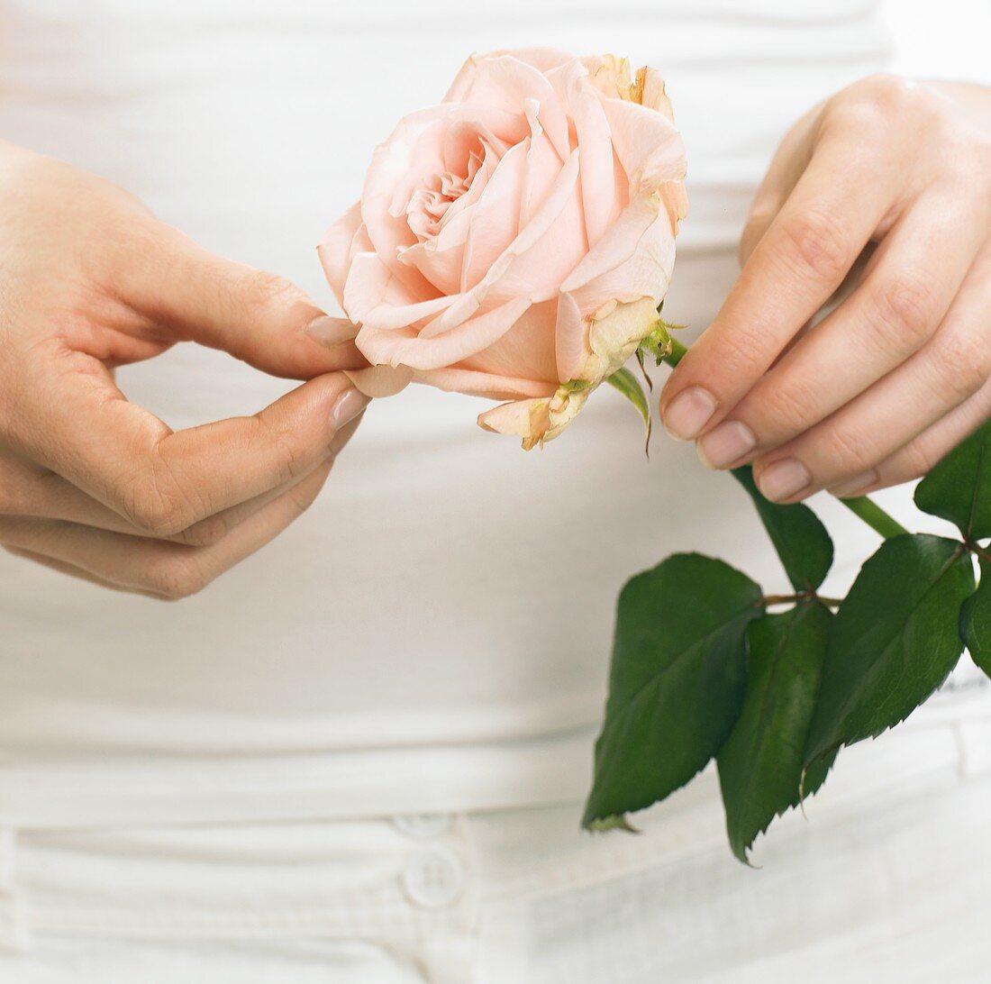 Hands holding pink rose