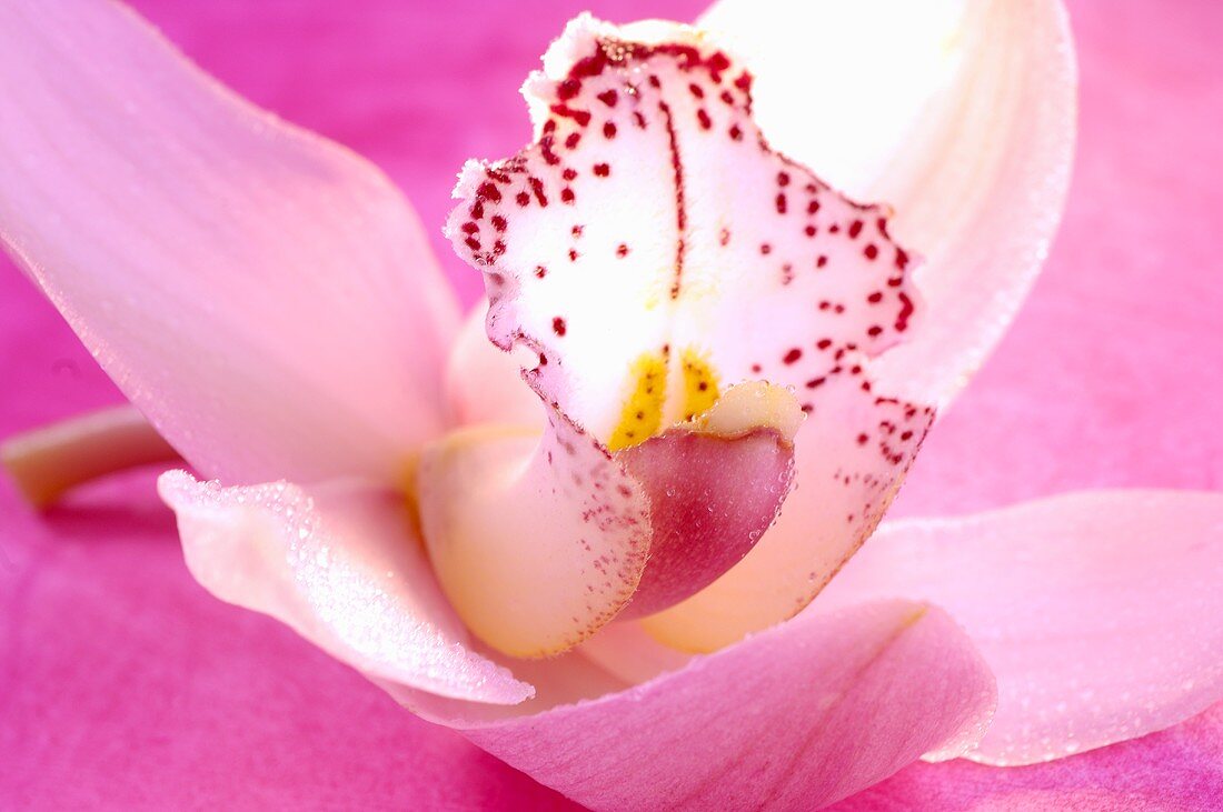 Pink orchid, close-up