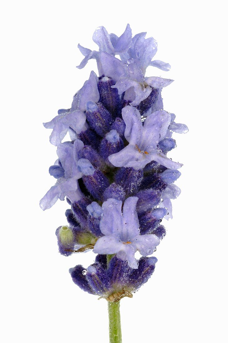 Lavender flowers (close-up)