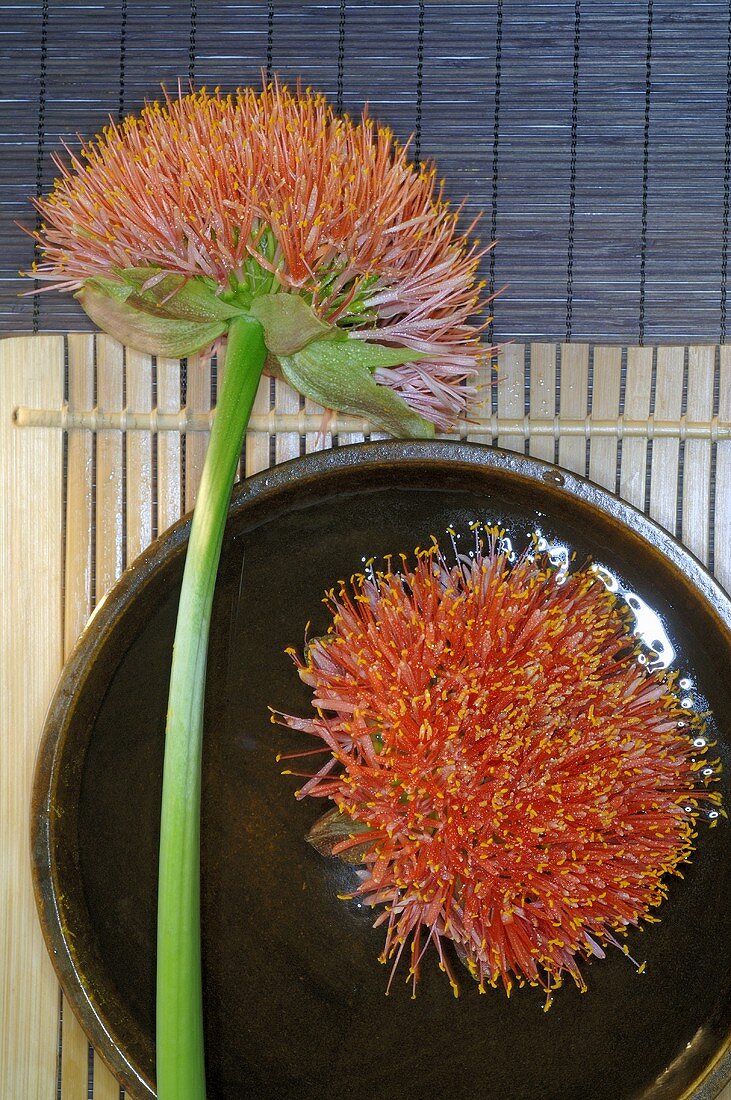 Exotic flowers with ceramic bowl