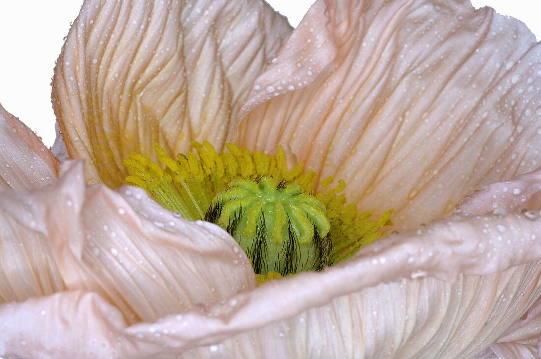 Poppy, close-up