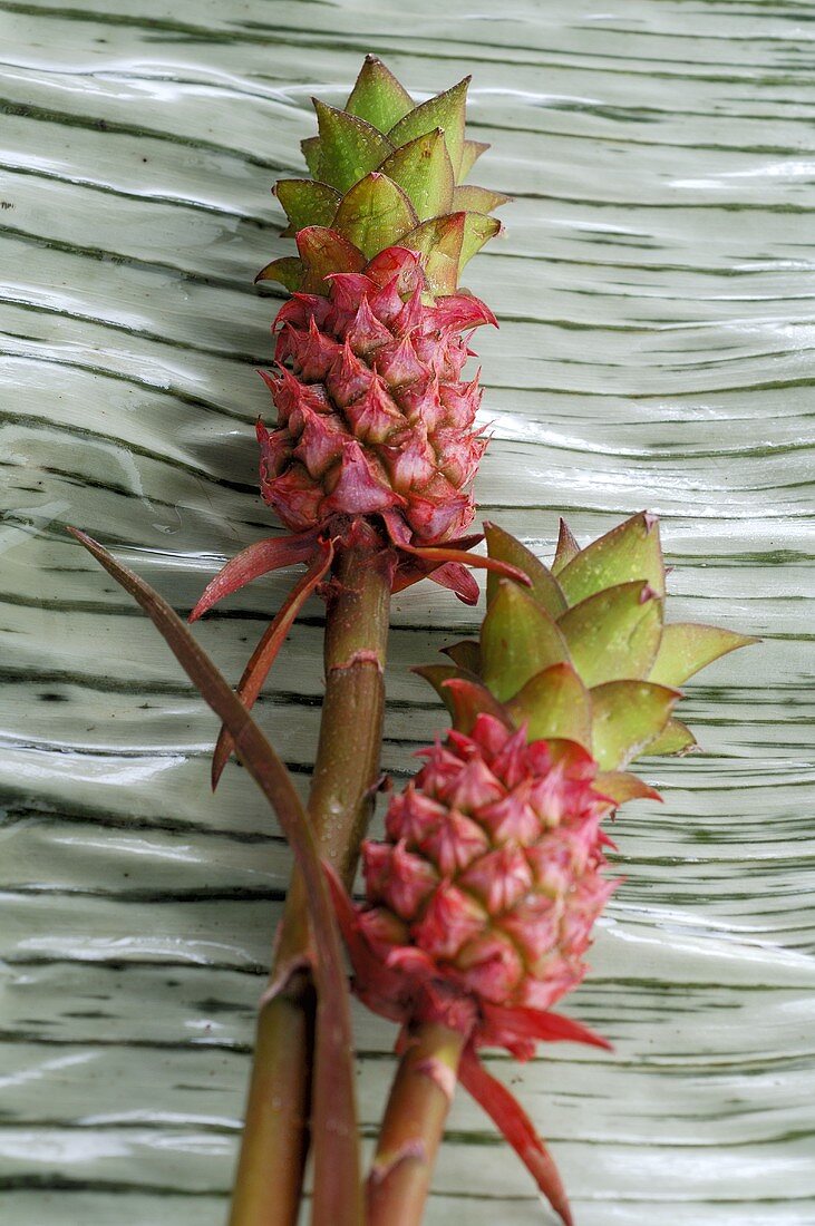 Bromelias