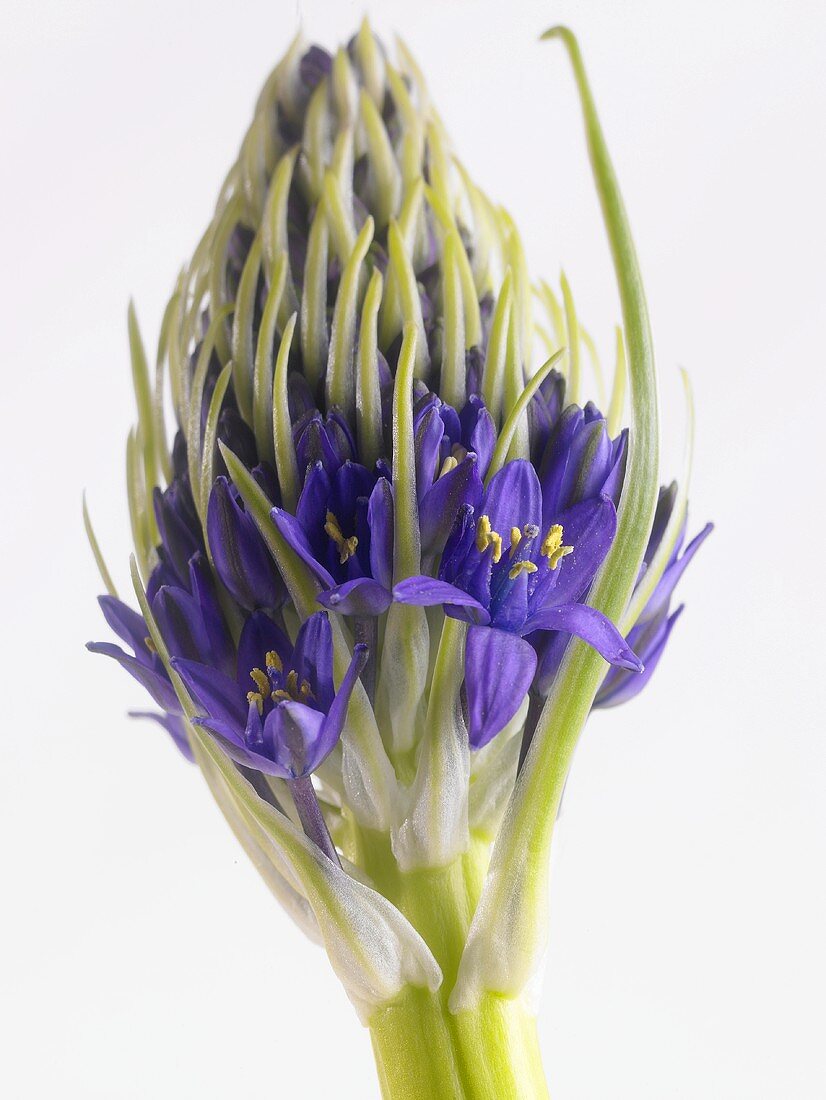 Blue globe onion (Allium caeruleum)