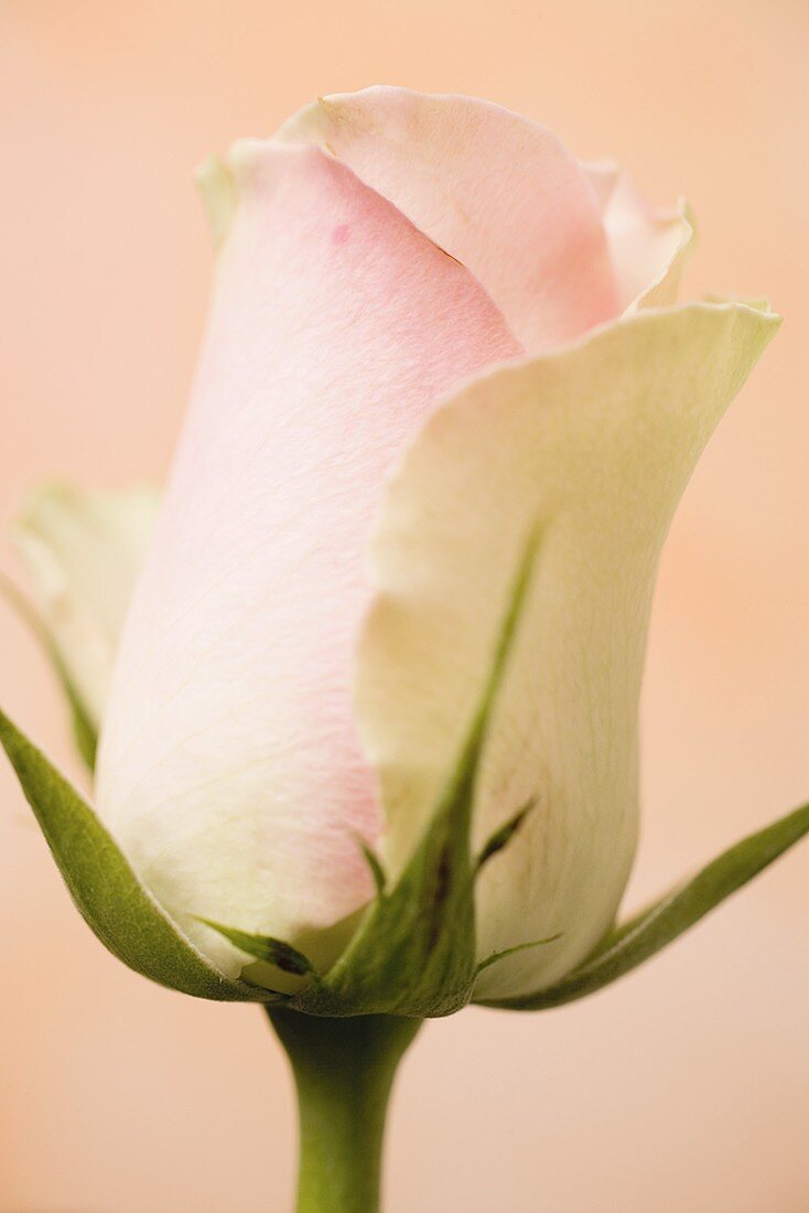 Rose (Close Up)