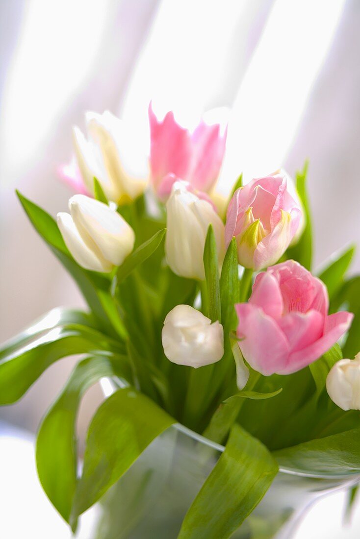 Tulips in a vase