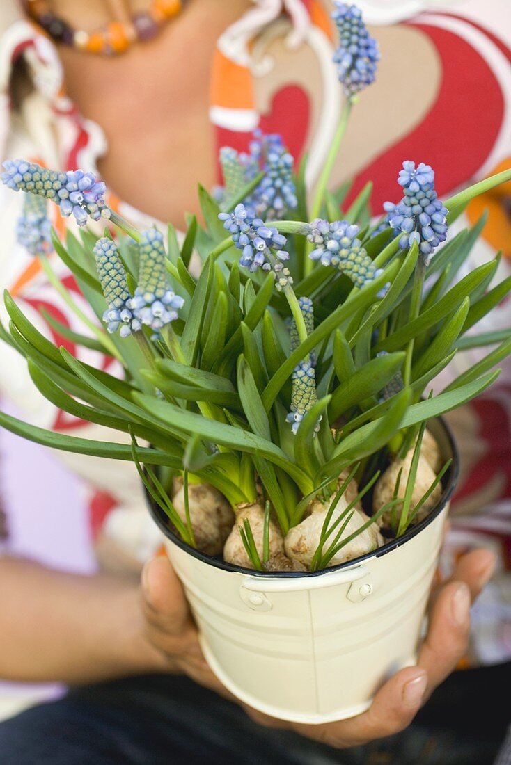 Woman holding small bucket of grape hyacinths