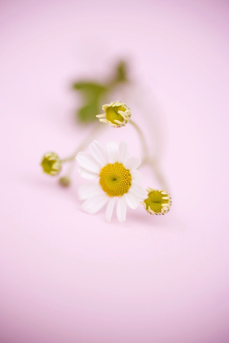 Marguerites