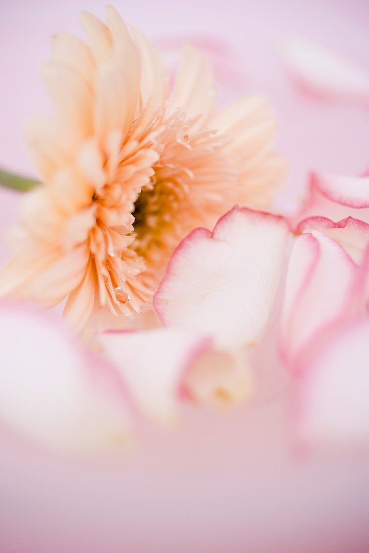 Rose petals and gerbera