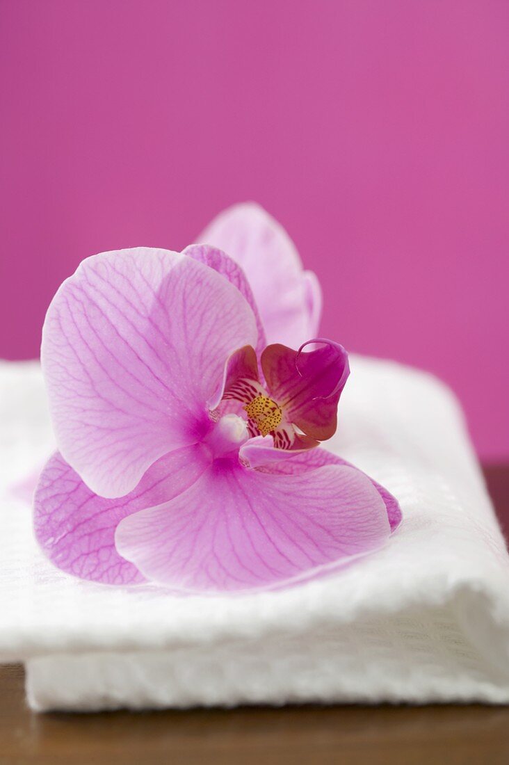 Orchideenblüten auf weißem Handtuch