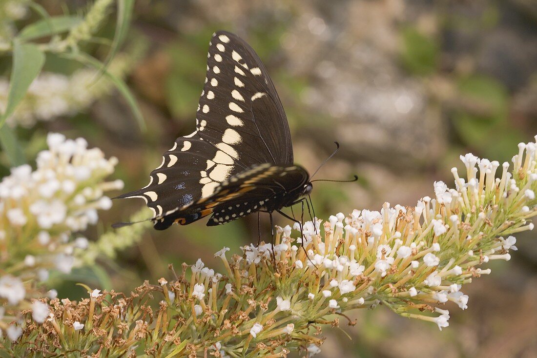 Schmetterling auf Fliederblüte