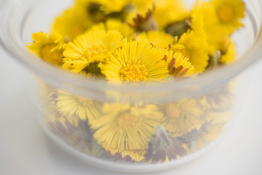 Huflattichblüten in Glasschale (Close Up)