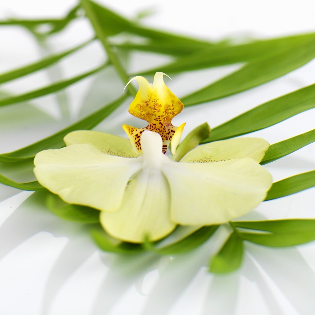 Orchid on fan palm leaf