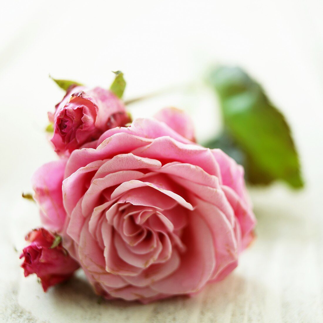 Pinkfarbene Rose mit Knospen
