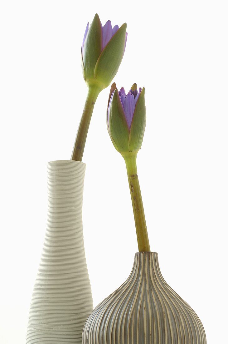 Zwei Seerosen in Vasen