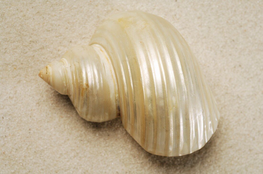 Snail shell in sand