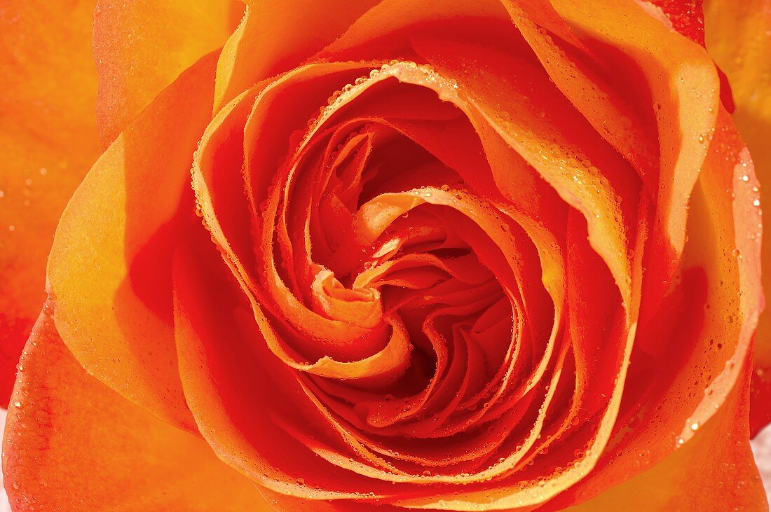 Orangefarbene Rosenblüte (Close Up)