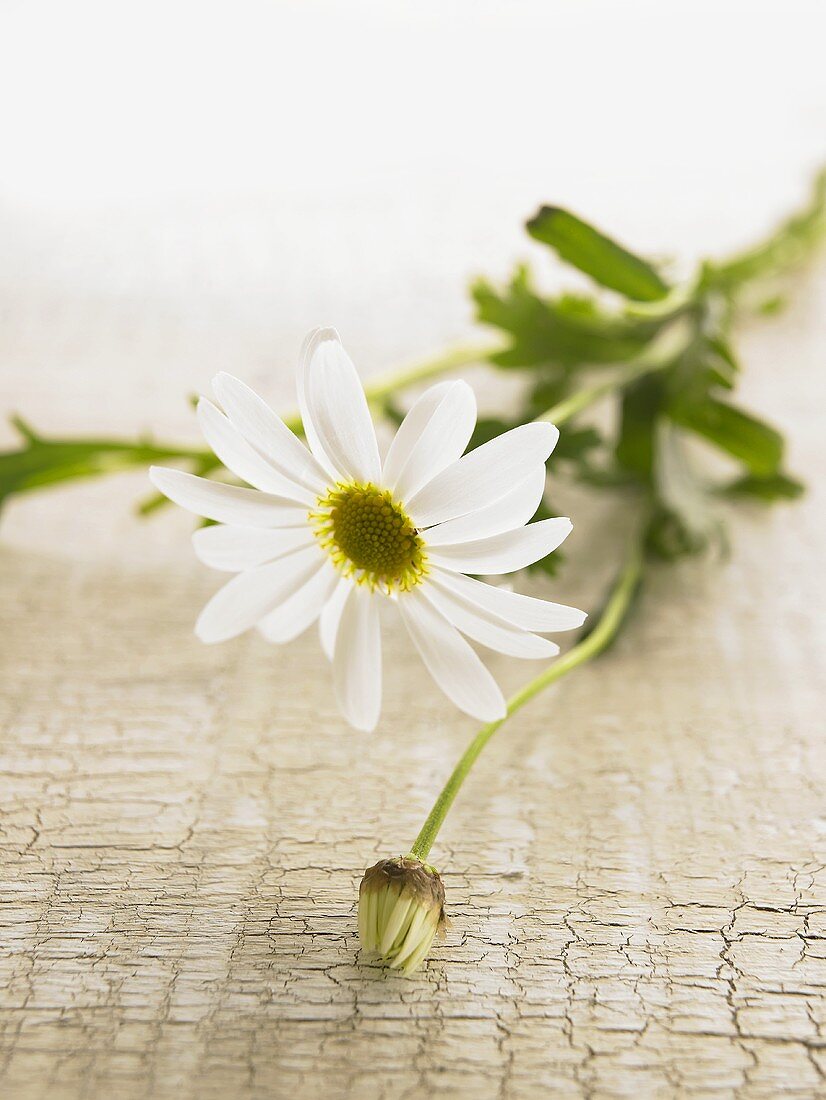 Margeritenblüte