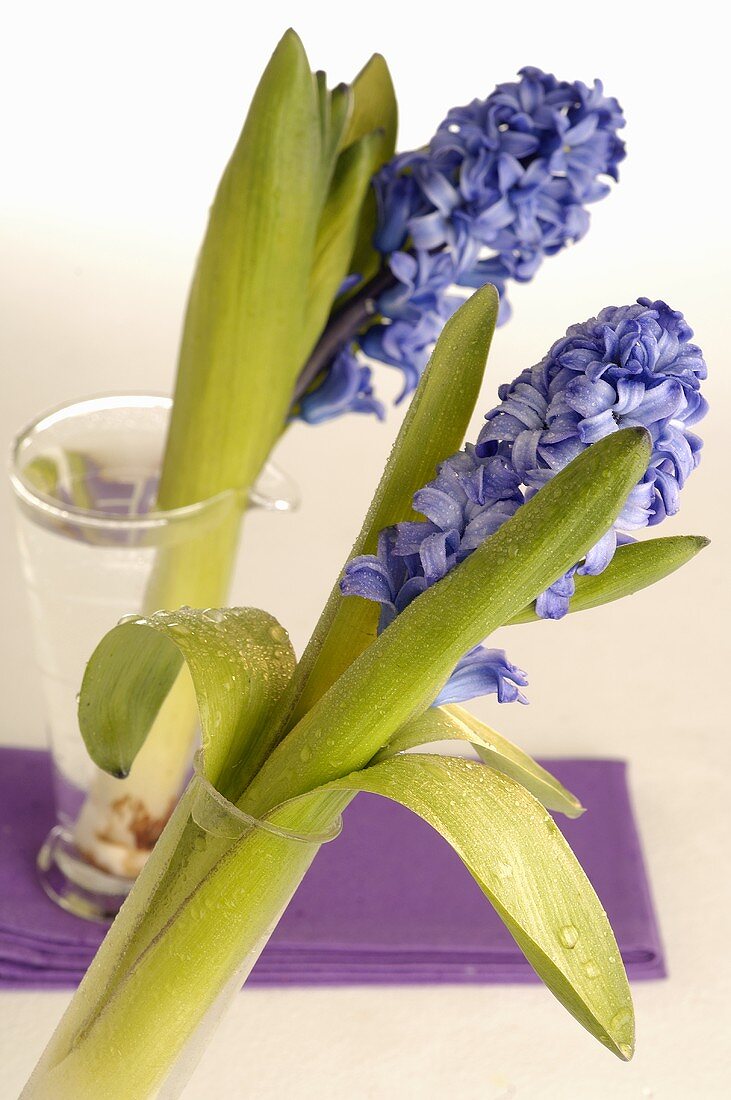 Blue hyacinths