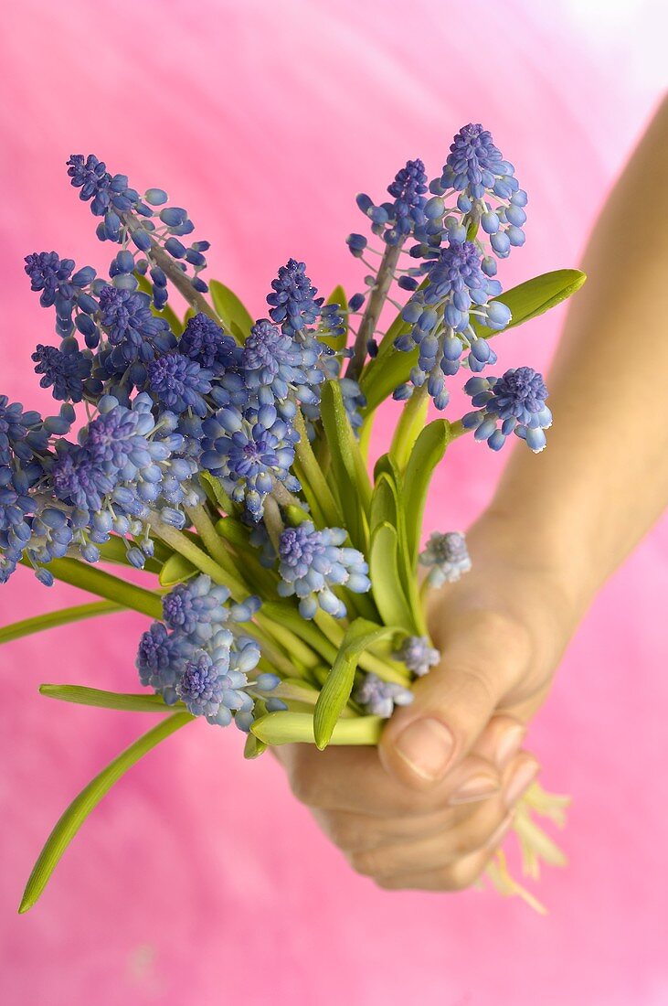 Hand holding a bunch of grape hyacinths