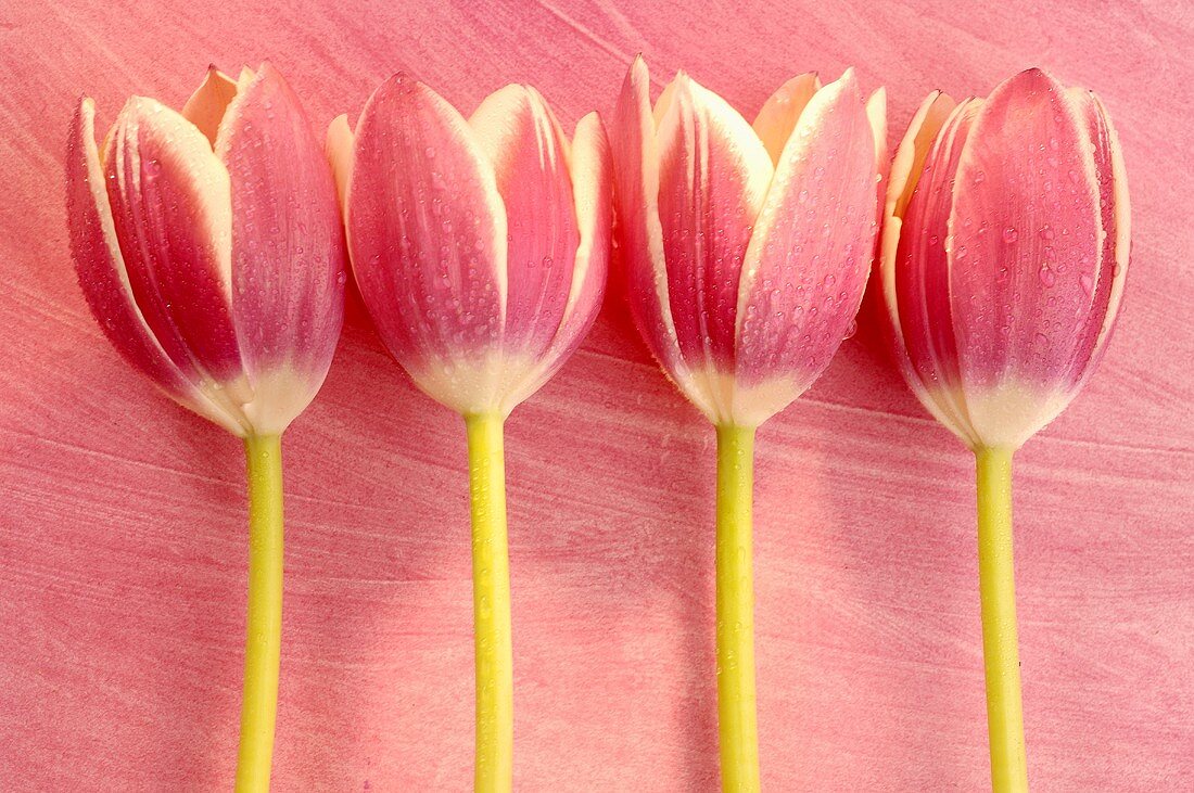 Tulips against a pink background