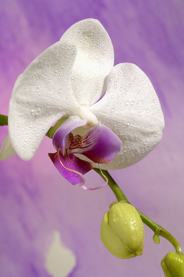 weiße Orchideenblüte (Phalaenopsis) vor lila Hintergrund