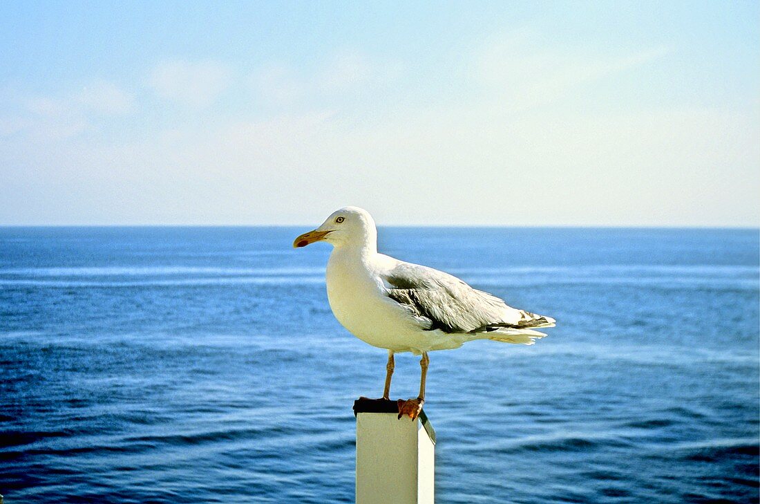 Seagull on a post