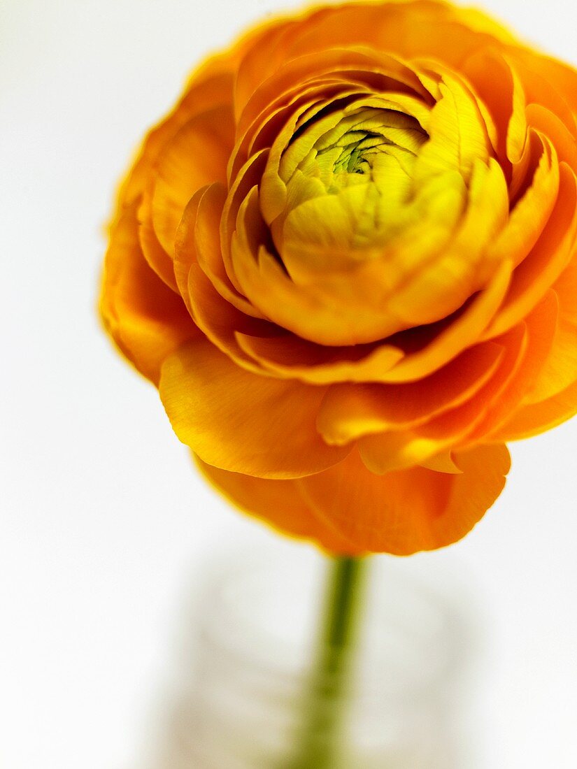 Orange ranunculus (close-up)