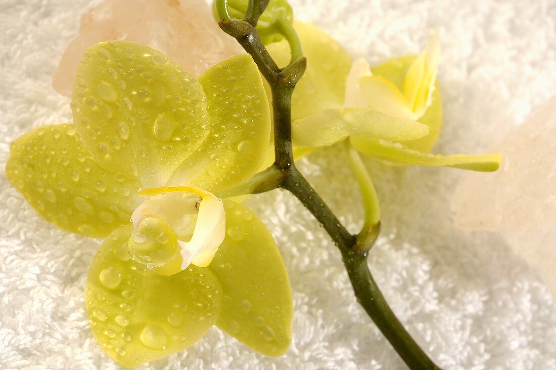 Orchidee mit Salzkristall