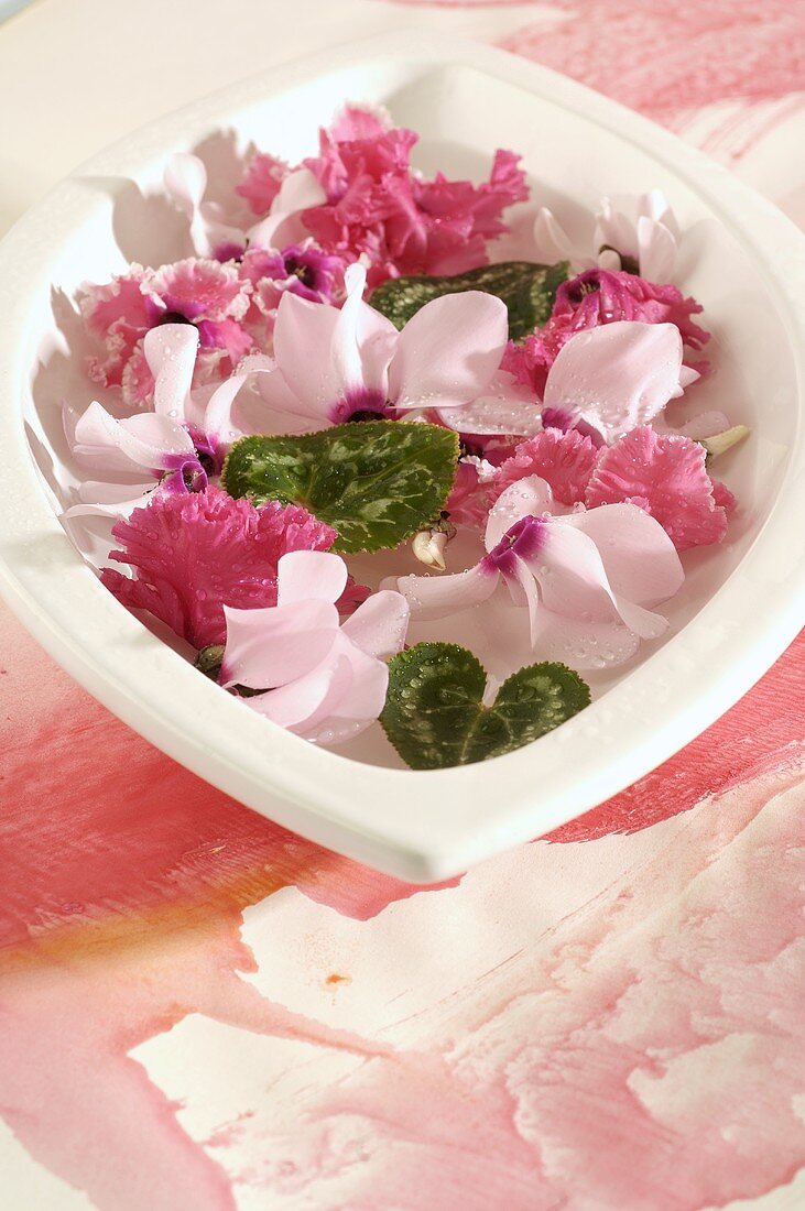 Cyclamen flowers and leaves in a bowl