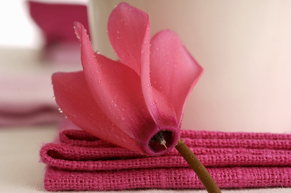 Cyclamen in front of napkin