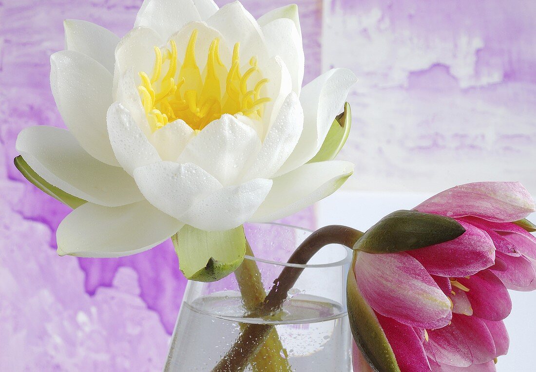 Water lilies in glass vase