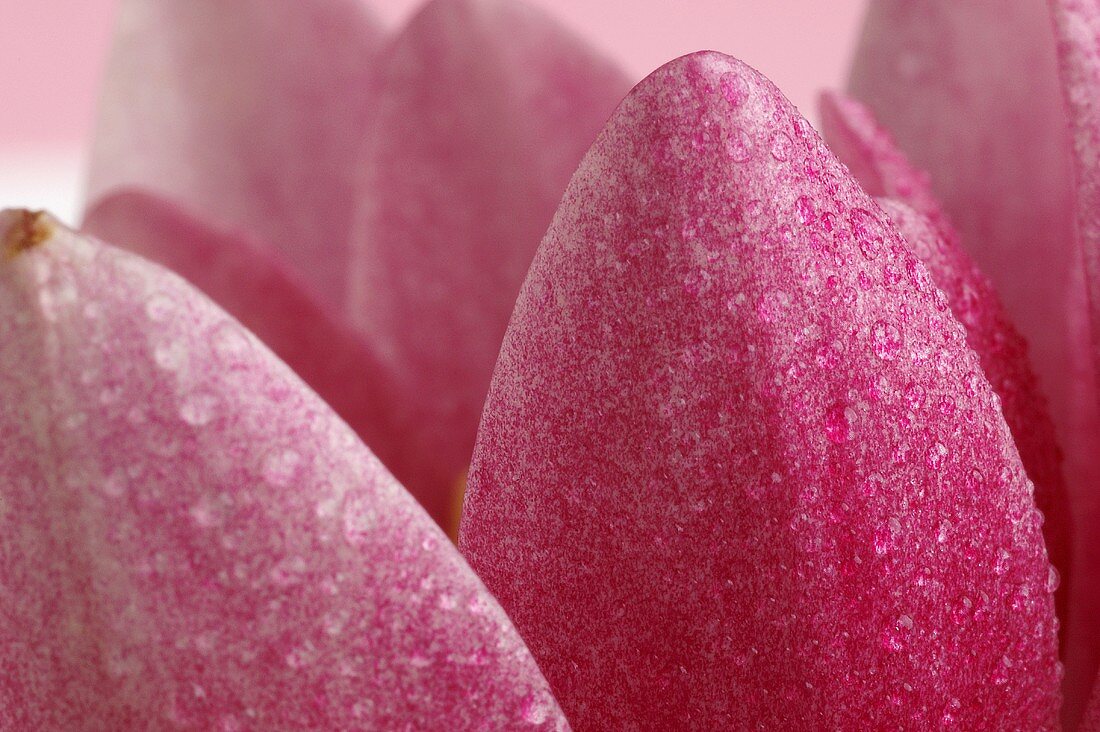 Pink water lily (close-up)