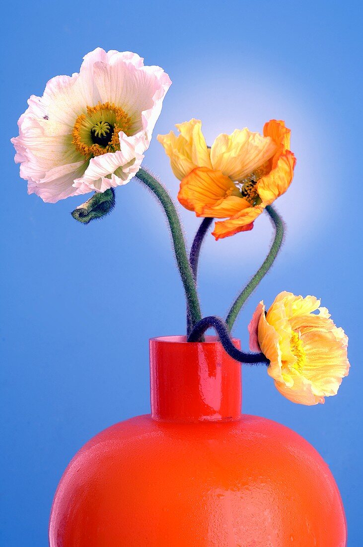 Mohnblumen in einer Vase