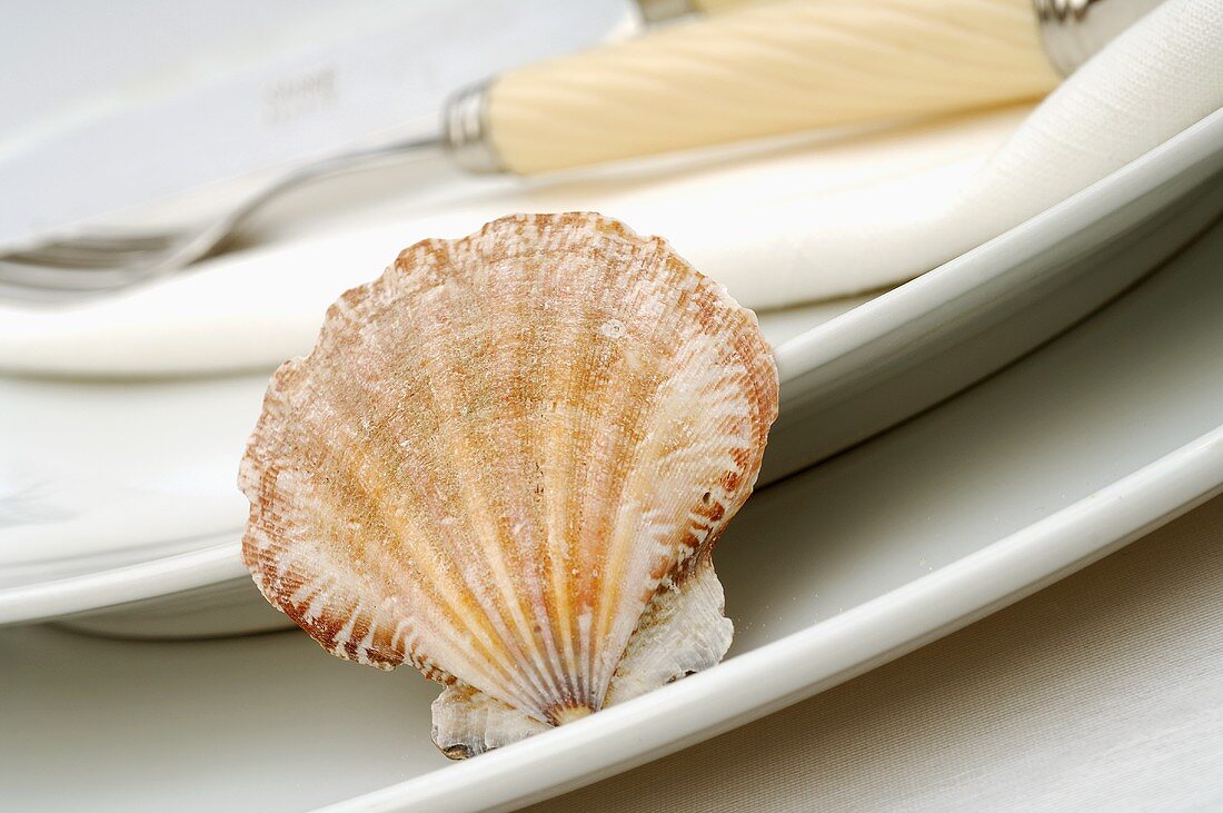 Place-setting decorated with sea shell