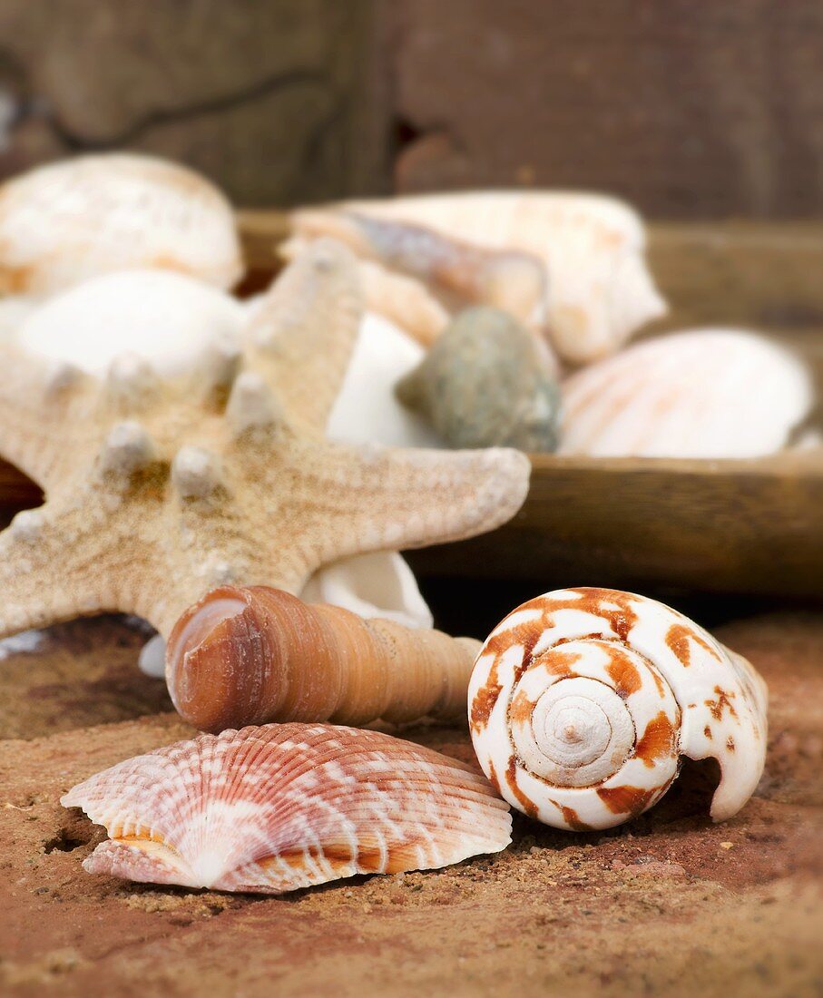 Maritime decoration (starfish and seashells)