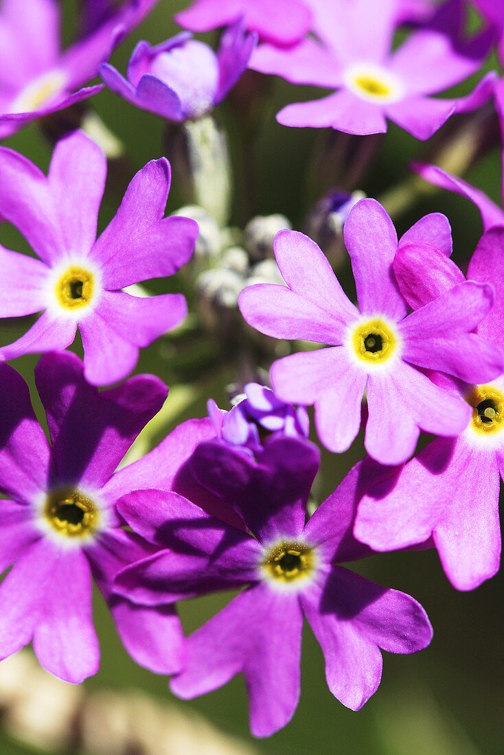 Bird's-eye primrose (primula farinosa)