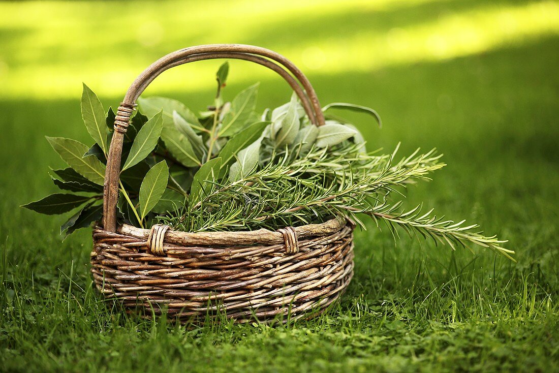 A basket of fresh herbs in a field