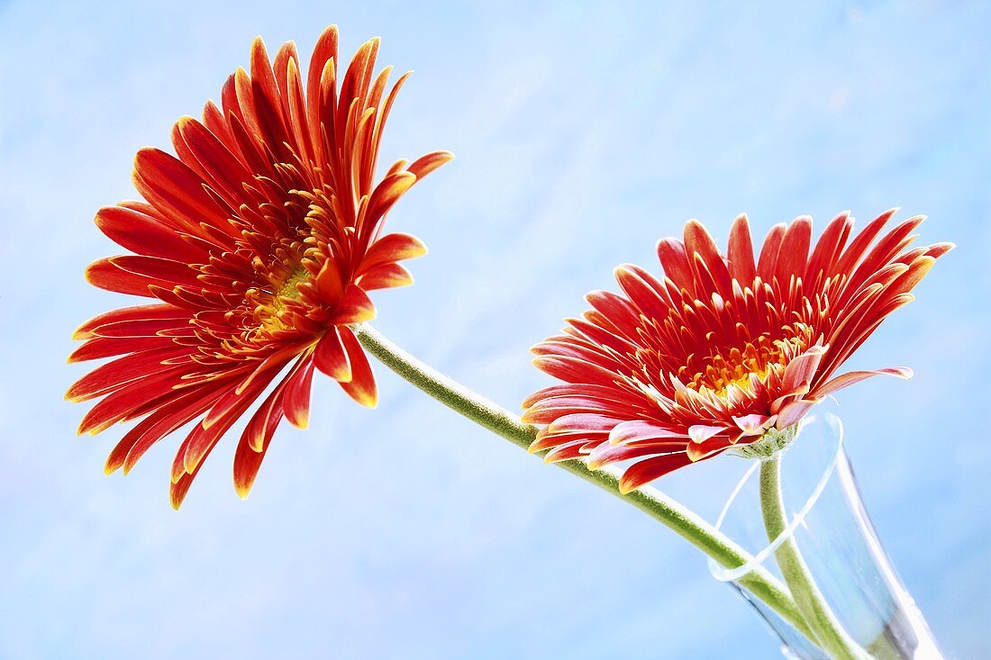 Two red Gerberas against sky-blue background