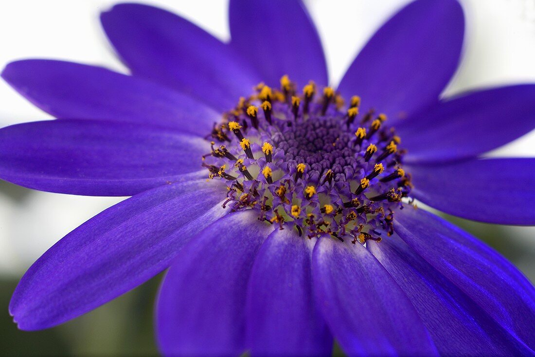 Eine Zinerarien-Blüte