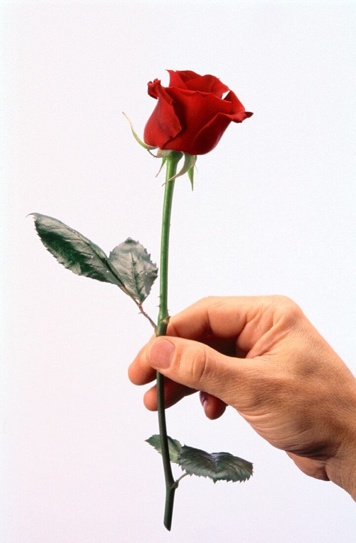 Eine Hand mit roter Rose