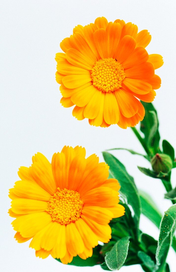 Marigolds