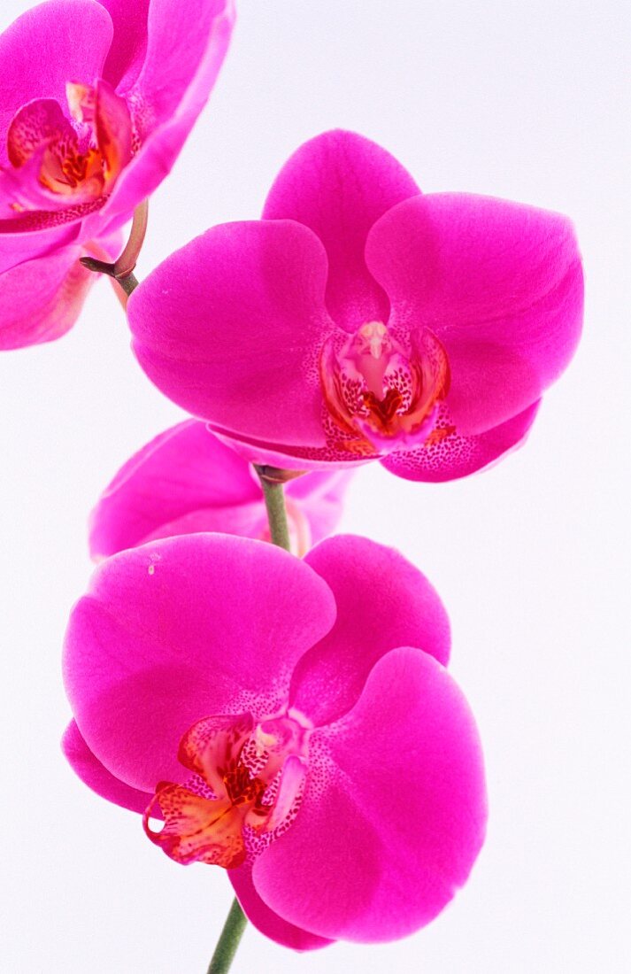 Orchideen (Close-Up)