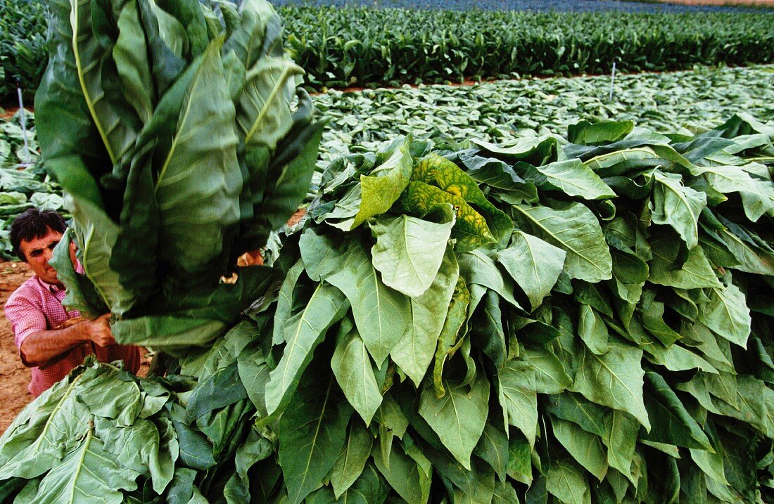 Man harvesting tobacco