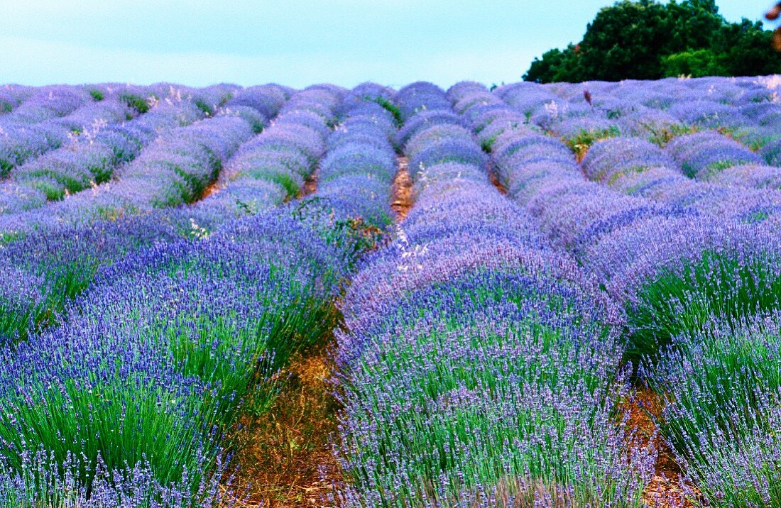 Ein Feld Lavendel