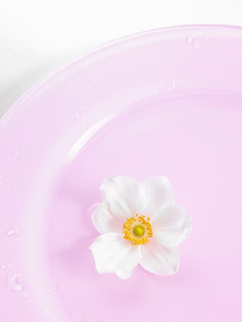 Japanese anemone on pink plate