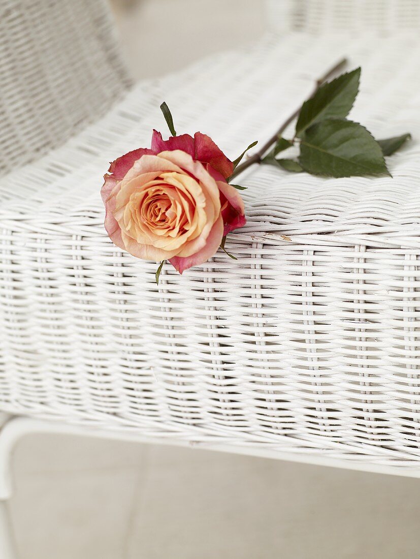 Rose on wicker chair