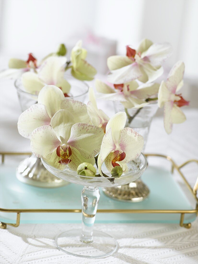 Orchideenblüten in antiken Gläsern